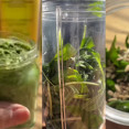 Pesto z medvědího česneku: Rychlý recept, který využijete každý den